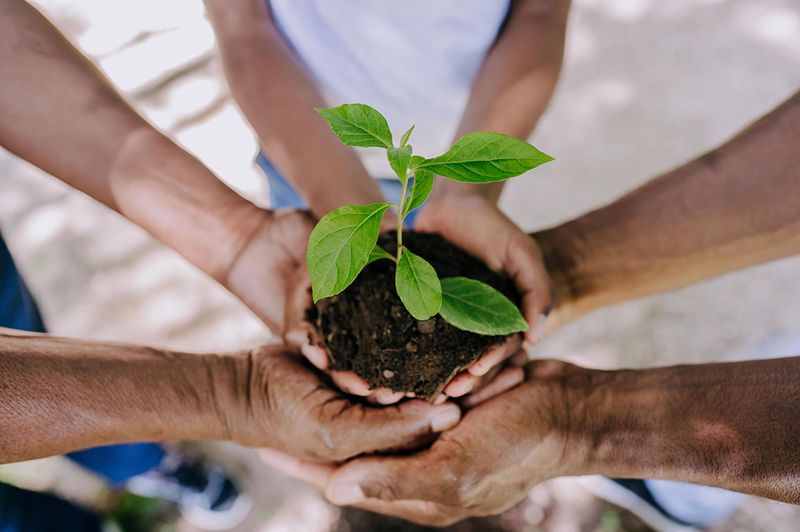 UCLA community members holding a plant about to be potted in a garden